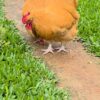 Buff Orpington Buff Orpington chicken