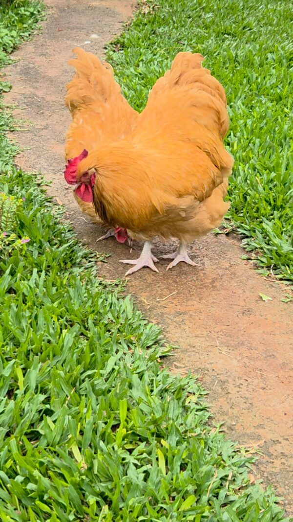 Buff Orpington Buff Orpington chicken