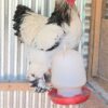Light Brahma Chicken