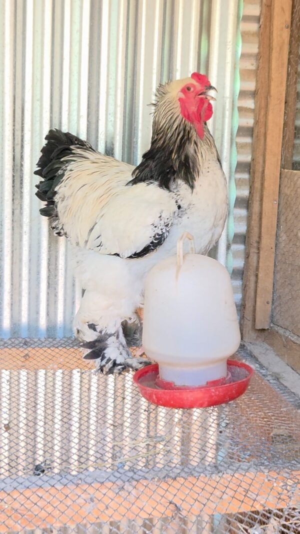 Light Columbia Brahma Light Brahma Chicken