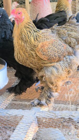 Partridge Brahma Partridge Brahma Chicken