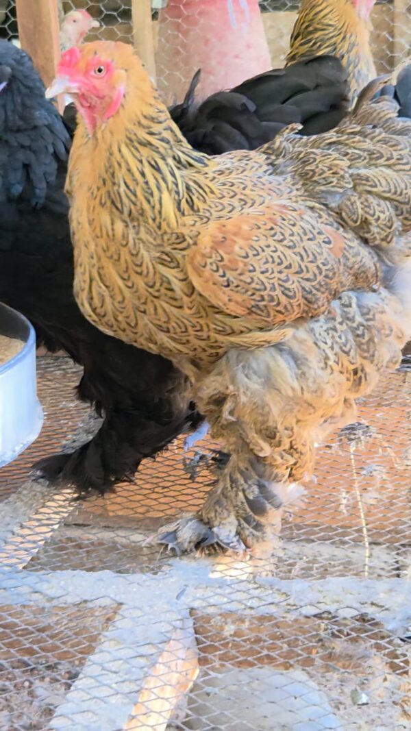 Partridge Brahma Partridge Brahma Chicken