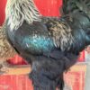 Dark Brahma Chicken