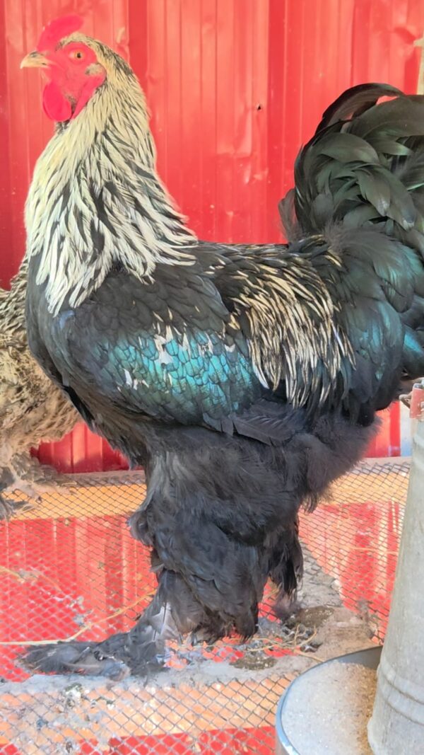 Dark Brahma Chicken
