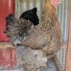 Quality partridge Brahma Partridge Brahma Chicken
