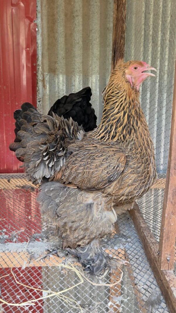 Quality partridge Brahma Partridge Brahma Chicken