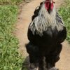 Dark Brahma Chicken