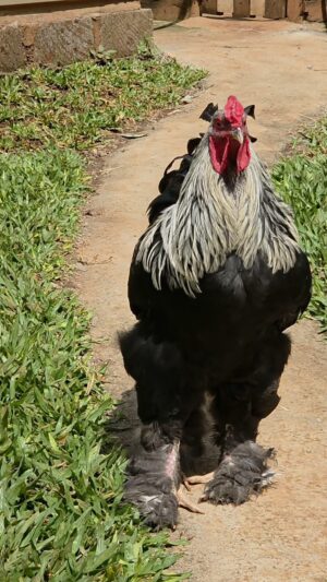 WhatsApp Image 2026-09-07 at 12.38.33 Dark Brahma Chicken