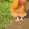 Buff Orpington Buff Orpington chicken
