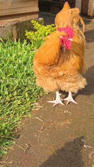 Buff Orpington Buff Orpington chicken
