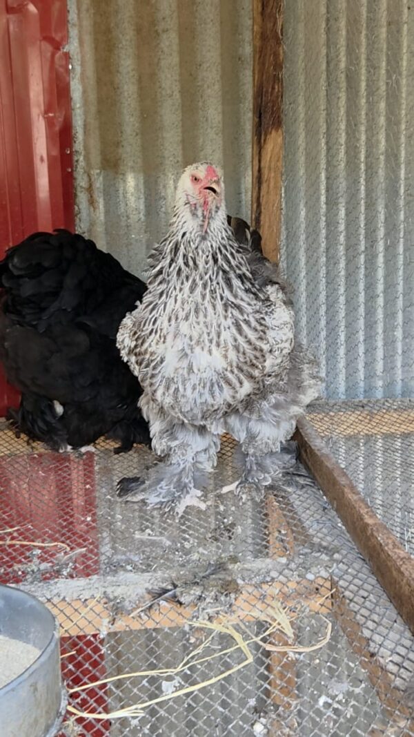partridge Brahmas Partridge Brahma Chicken